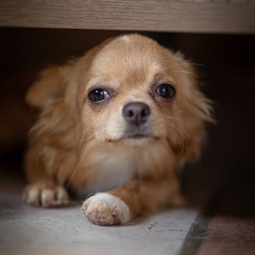 Un cucciolo di Chihuahua pronta consegna